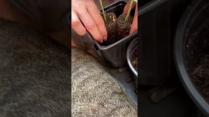 Тот самый способ при котором арбузы точно созреют и не заболеют