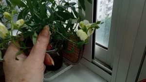 18 ИЮНЯ 2025 Г.  ВОТ ТАКОЙ НА СЕГОДНЯ ОГОРОД -- ЦВЕТНИК У МЕНЯ НА БАЛКОНЕ.