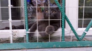 Весь в заботах котик.