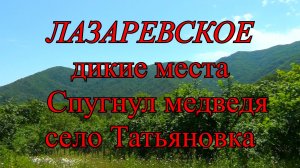 Лазаревское. Напугал медведя в горах.