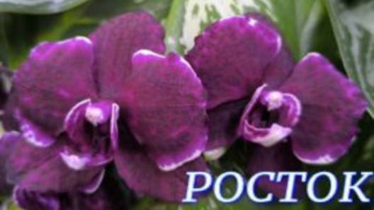№1091/ СОРТОВЫЕ орхидеи со СКИДКОЙ в с/ц РОСТОК
