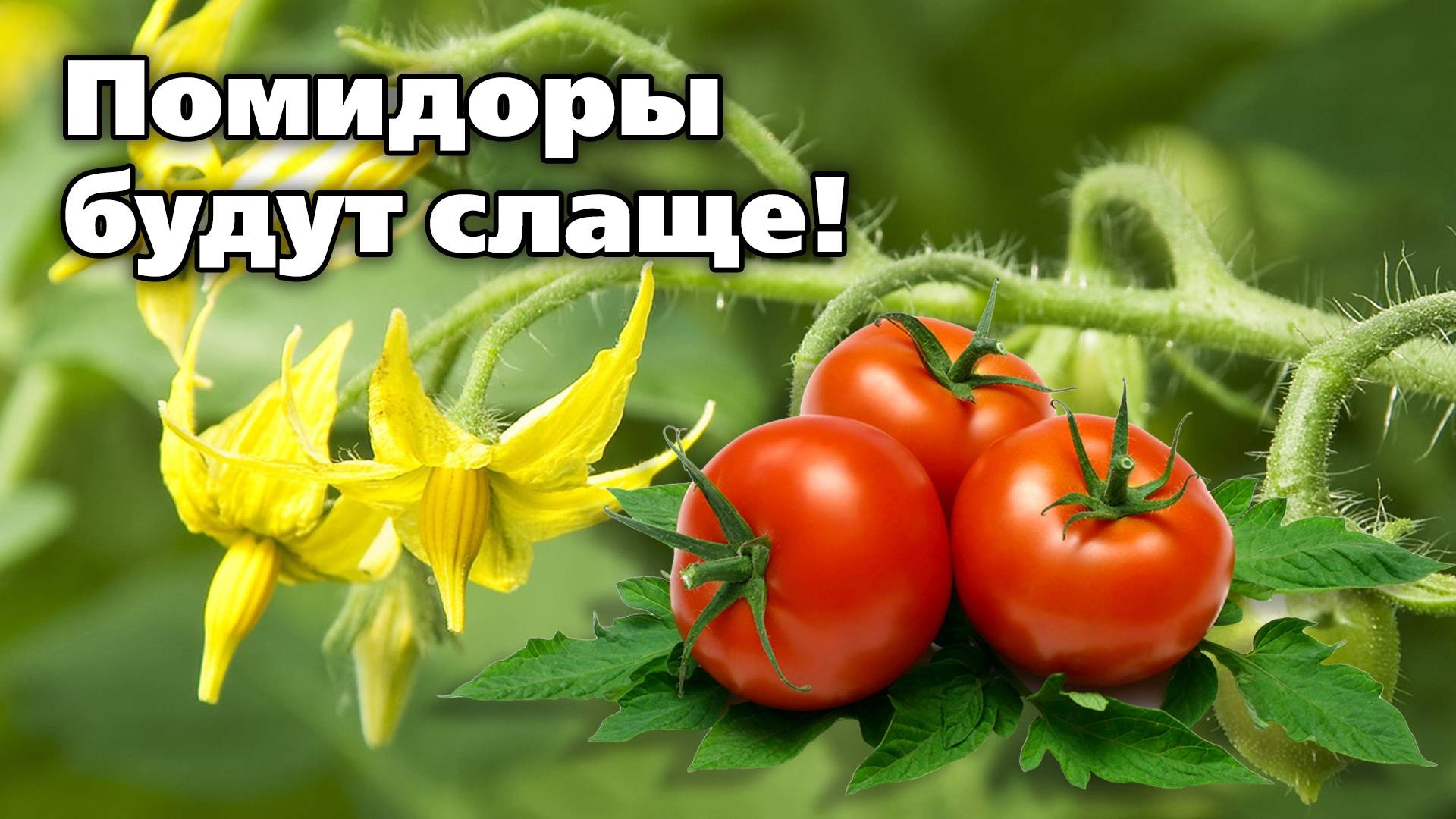 Обработки томатов в июне. Для налива и вкуса