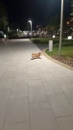 Руби на вечерней прогулке в своем любимом сквере. Серова .🐶😍