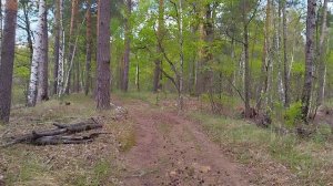 прогулка по лесу, Деулино