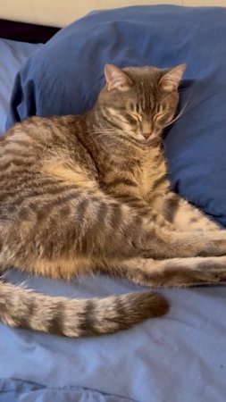 Мило спящий котик 🐱