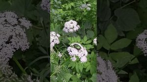 жук в работе
