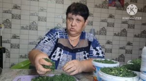 заготовила целый таз укропа.