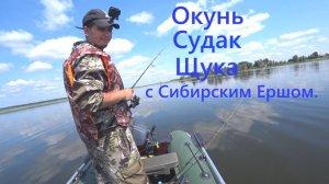 Окунь, судак, щука на спиннинг вместе с Сибирским Ершом!