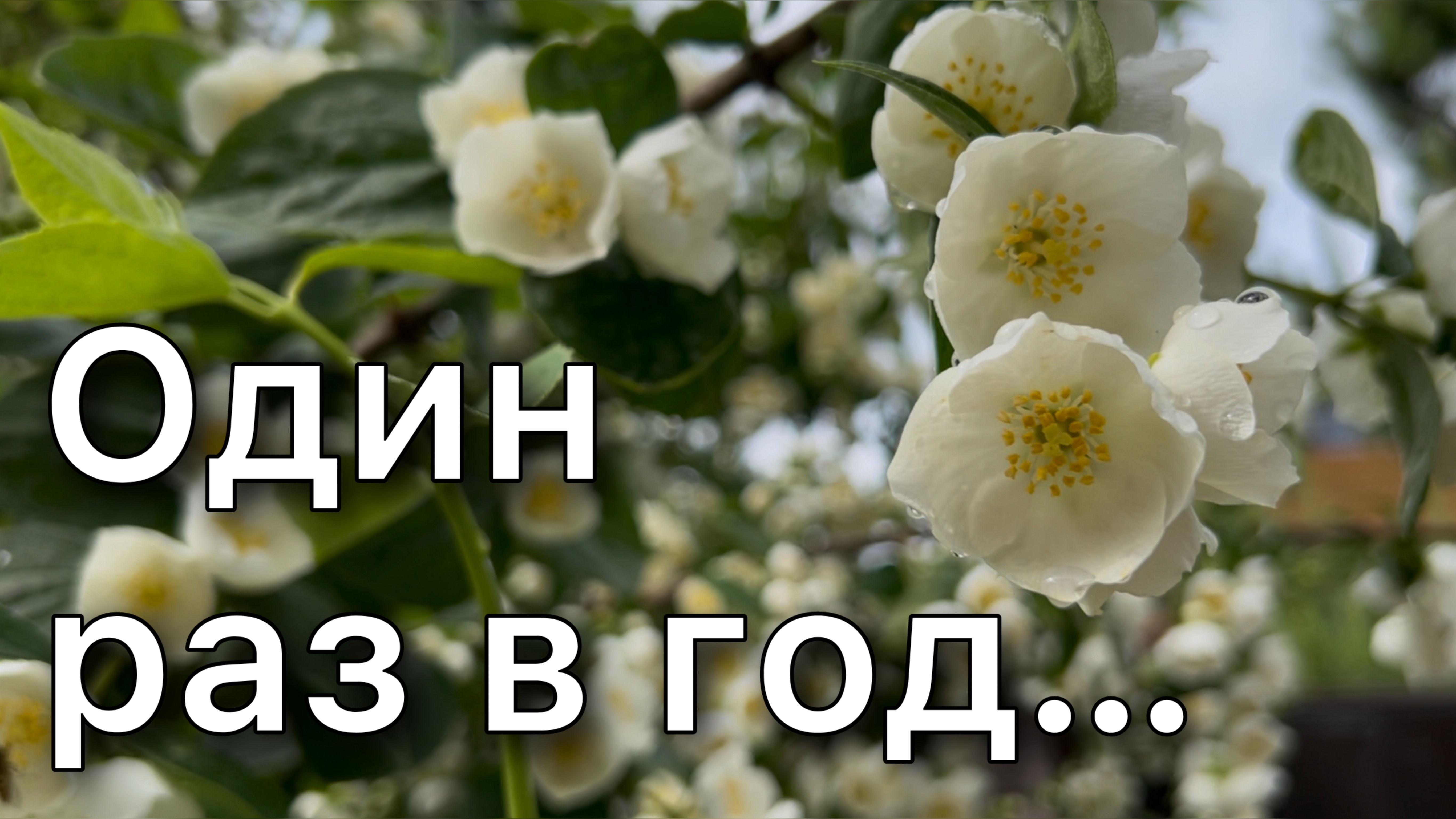 Цветение чубушника. Обзор сортов. Садовый жасмин. Плюсы и минусы