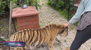 Прокуратура планирует изъять 10-месячного тигренка из семьи в подмосковном Пушкине