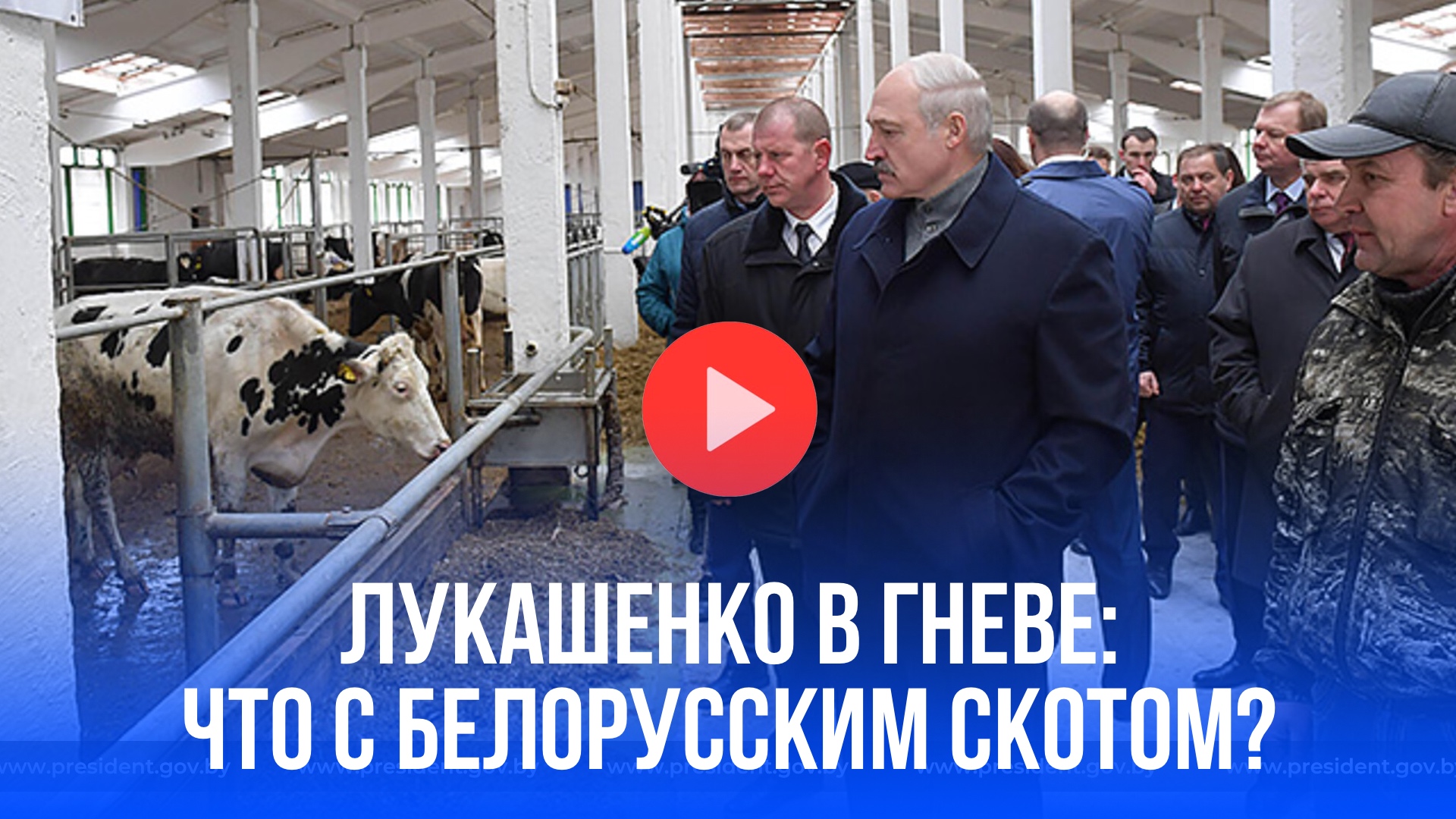 Лукашенко в ярости: Белорусам грозит голод из-за массового падежа скота – что случилось?