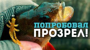 💥ОКУНЬ за ОКУНЕМ! НАЖОРИСТЫЕ ПРИМАНКИ и КОМПЛЕКТ за 7 ₽: Mavllos Plume + Mavllos Resolute Bass1500