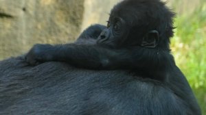 Детеныша гориллы в Московском зоопарке назвали в честь африканского города