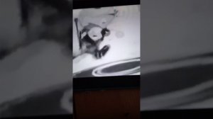 дядя Фёдор пёс и кот, видео бело серый звук плохой