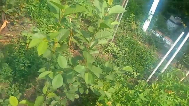 Приезжал кадастровый инженер . Ура!  Расширяем дорожку!