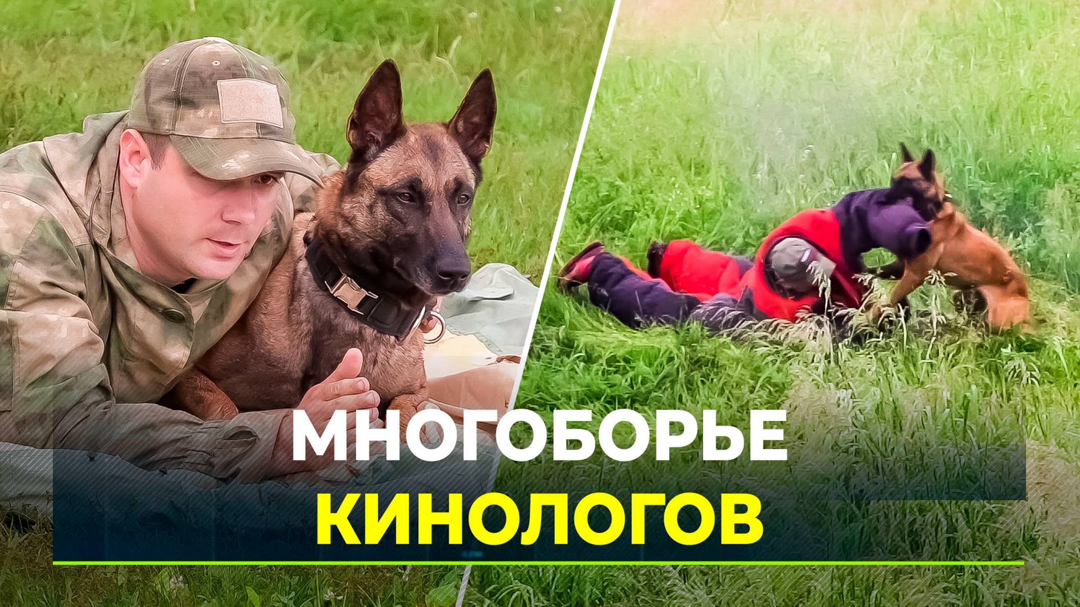 В Тюмени проходят кинологические соревнований Уральского округа