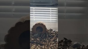 Что делать с уссурийским хомячком?