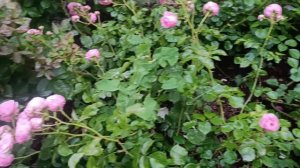 Белгородские розочки в День России. Прогулка после танцев