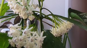 Мои хойки 😍