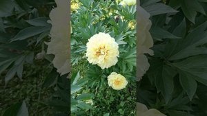 А вы любите пионы? #ЦветочныйРай #ЕленаЛандочкина #Релакс #Цветы #Красота