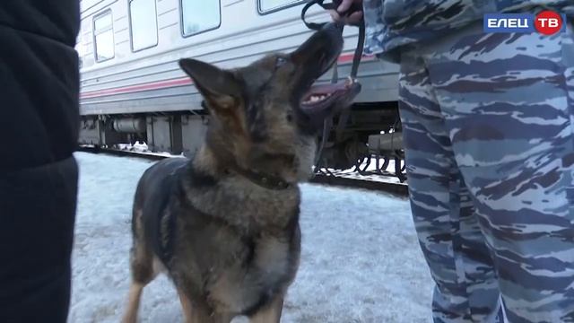 На страже безопасности: работники транспортной полиции отмечают профессиональный праздник