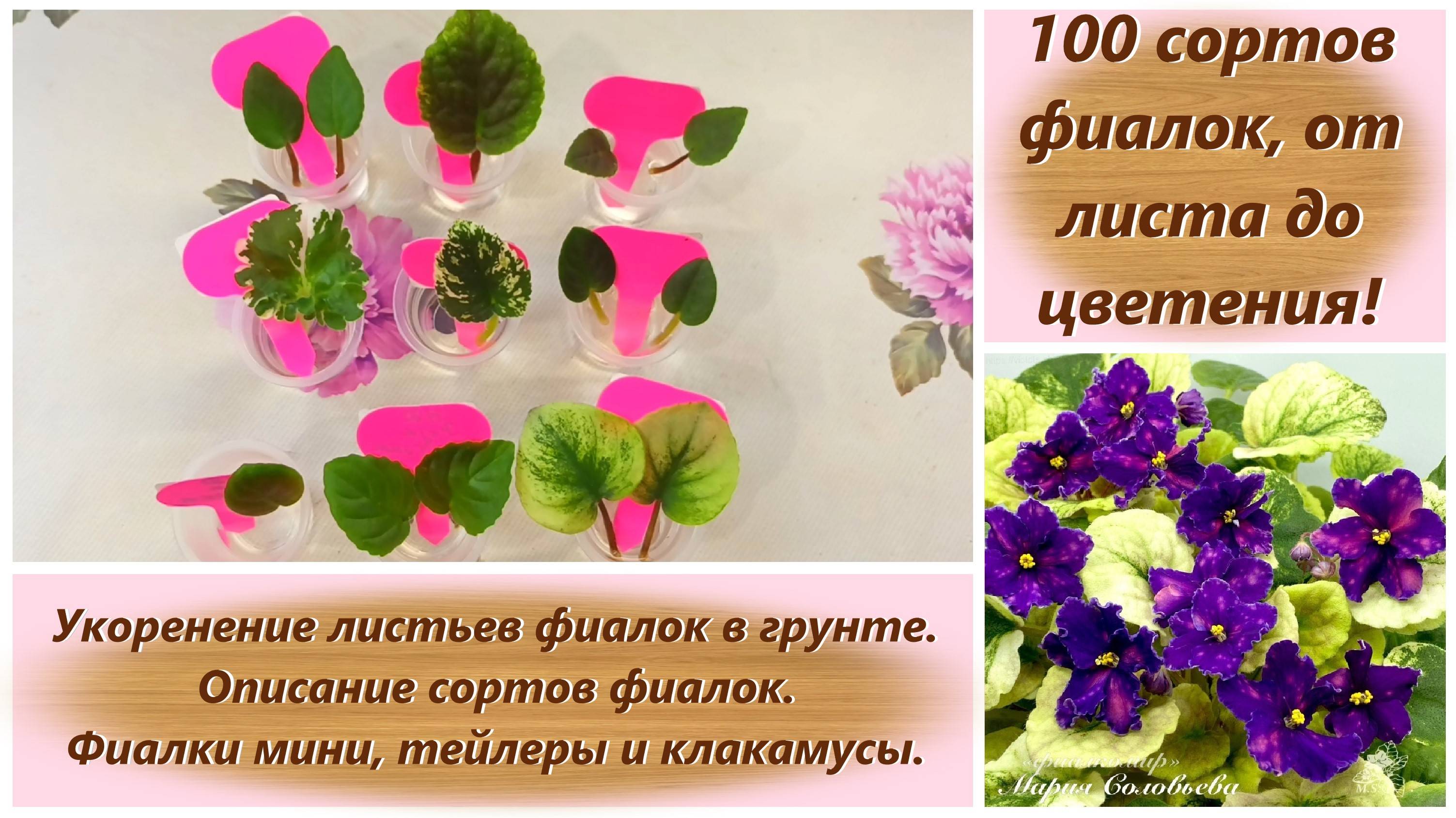 100 сортов фиалок, от листа до цветения! Этап первый! Укоренение листьев фиалок в грунте.