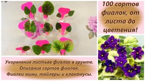 100 сортов фиалок, от листа до цветения! Этап первый! Укоренение листьев фиалок в грунте.