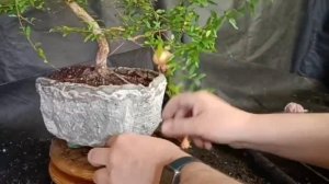 √5 гранат111 (Бонсай)