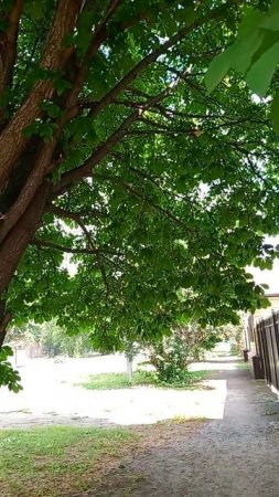 Каштан и красивое пение птиц