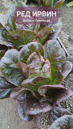 Салат Ред Ирвин - Добрые Семена.ру - Rijder Seeds
