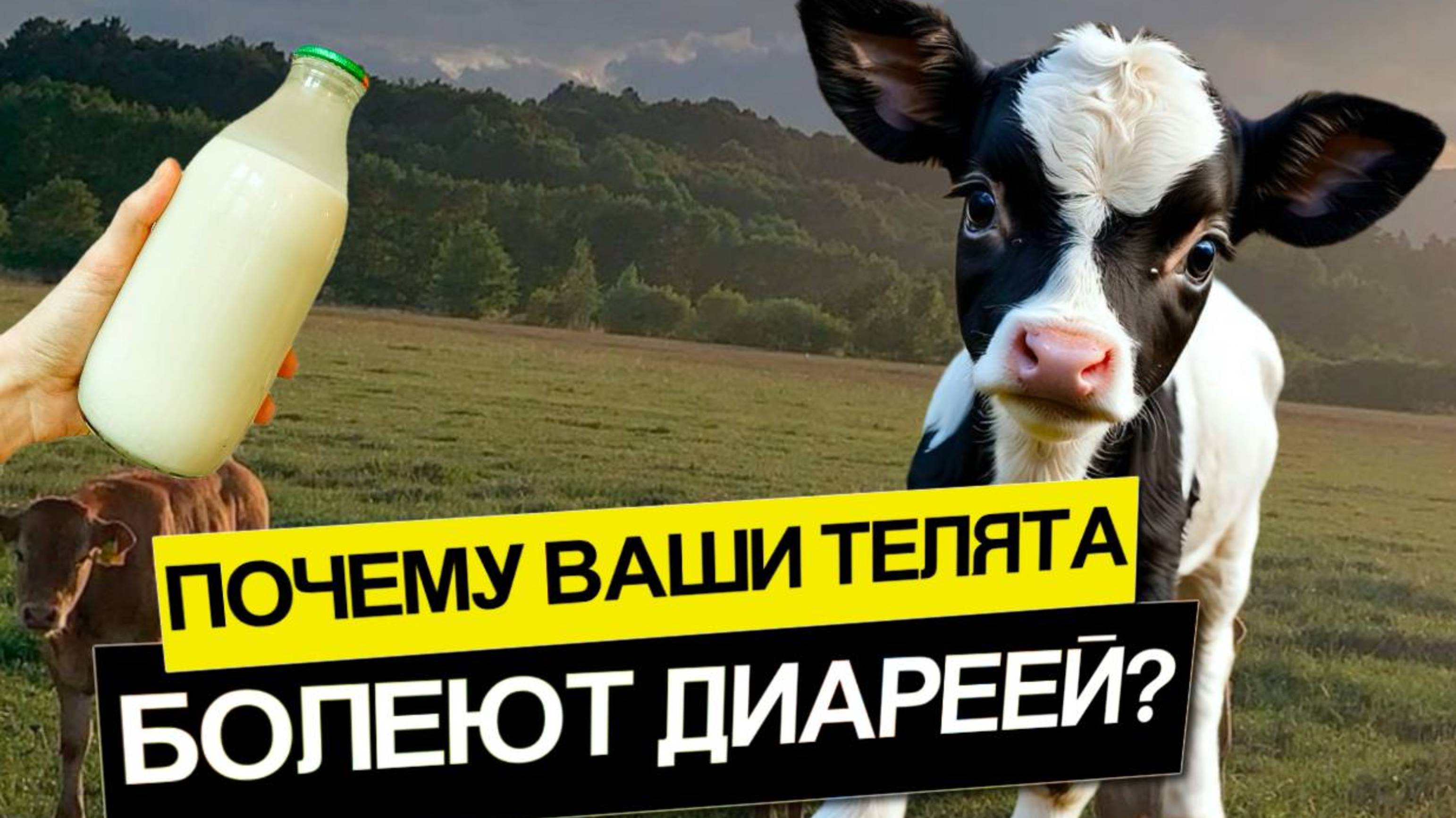Почему ваши телята болеют диареей? Разбираем причины и методы профилактики!