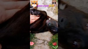 Джек игрун