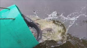Зарыбление осетром нижнего водоёма 100 кг. Клёвое место, Лосиный остров.