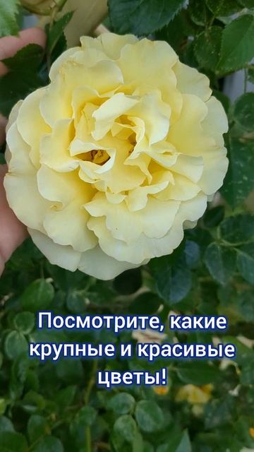 Обзор на плетистую розу ЛИХТКЁНИГЕН ЛЮЧИЯ в Подмосковье! 🌹  #цветы #дача #садоводничество