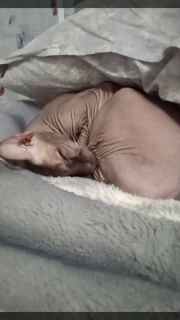 говорят у кошки девять жизней