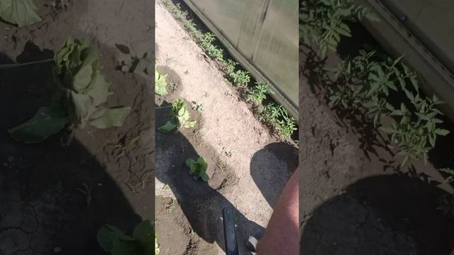19.06.25.дачник хорошая погода +34.🌞