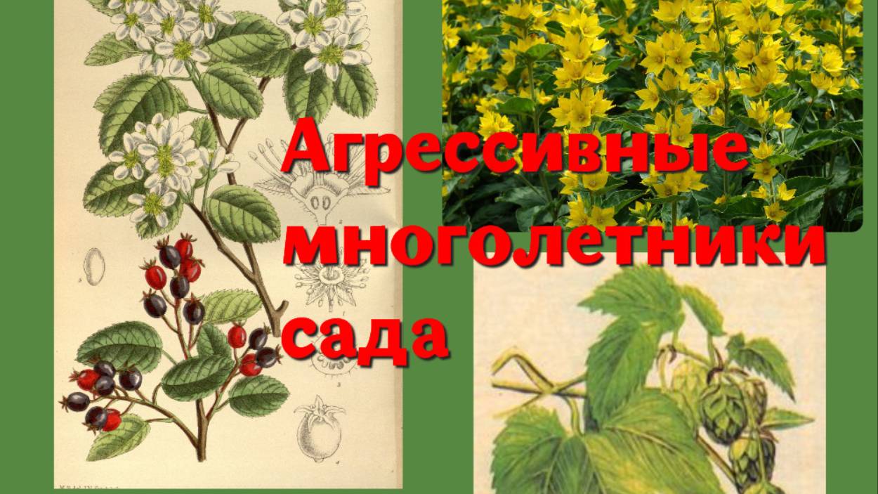 Агрессивные многолетники сада. Топ-10.