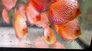 Дискусы - Бабочки