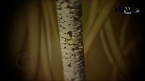10 Потрясающих Симбиозов Животных