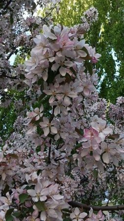 ЯБЛОНИ САКУРА The road of FLOWERS-the Life of a BEE ,жизнь ПЧЕЛЫ -дорога цветов