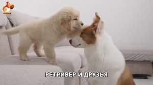 Золотистый ретривер и его друзья милые питомцы 🐕 выпуск (110)