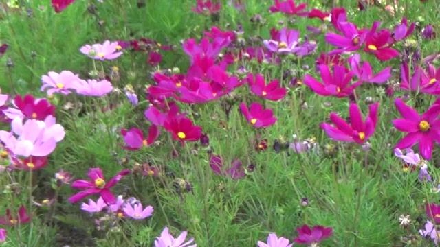 Городские цветы. Музыка Сергея Чекалина.