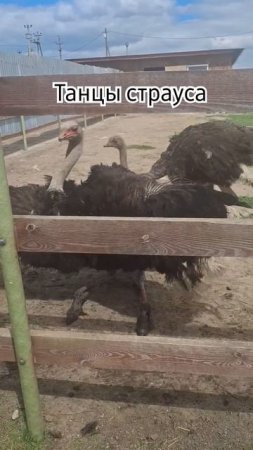 Страусиные танцы! #влог #страусинаяферма