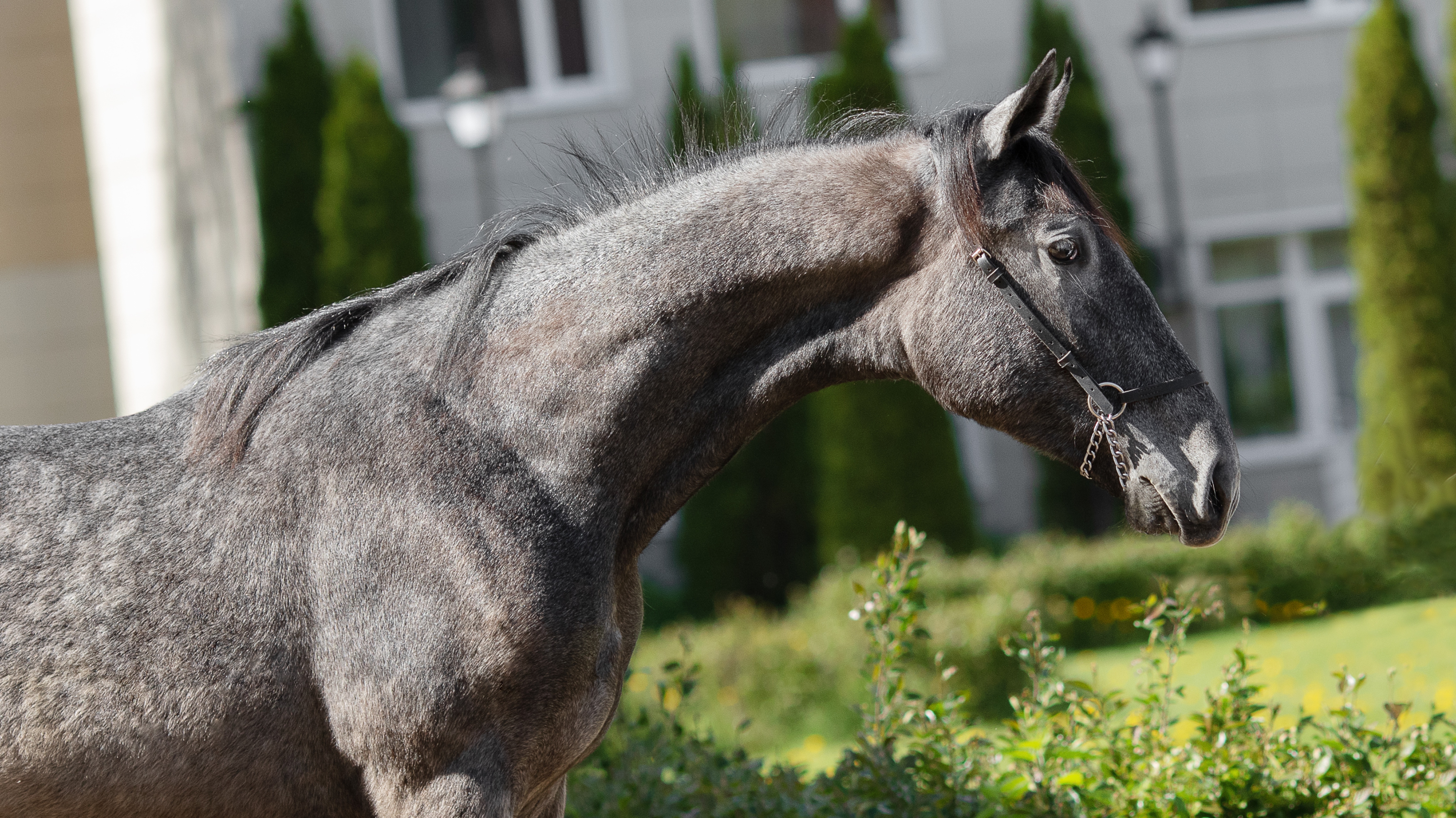 Крепдешин, орловский рысистый жеребец 2024 г.р. смотреть онлайн