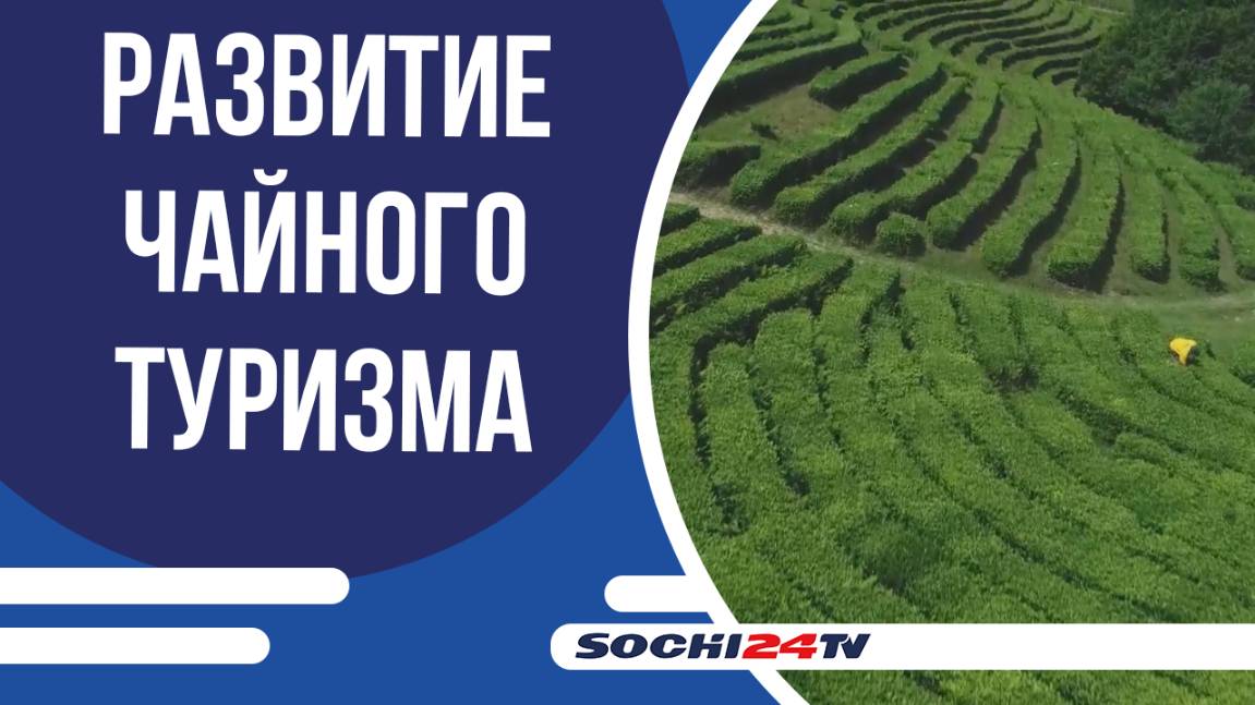Мацестинская чайная фабрика прогнозирует рост туристов