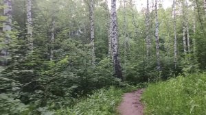 В березовом лесу...