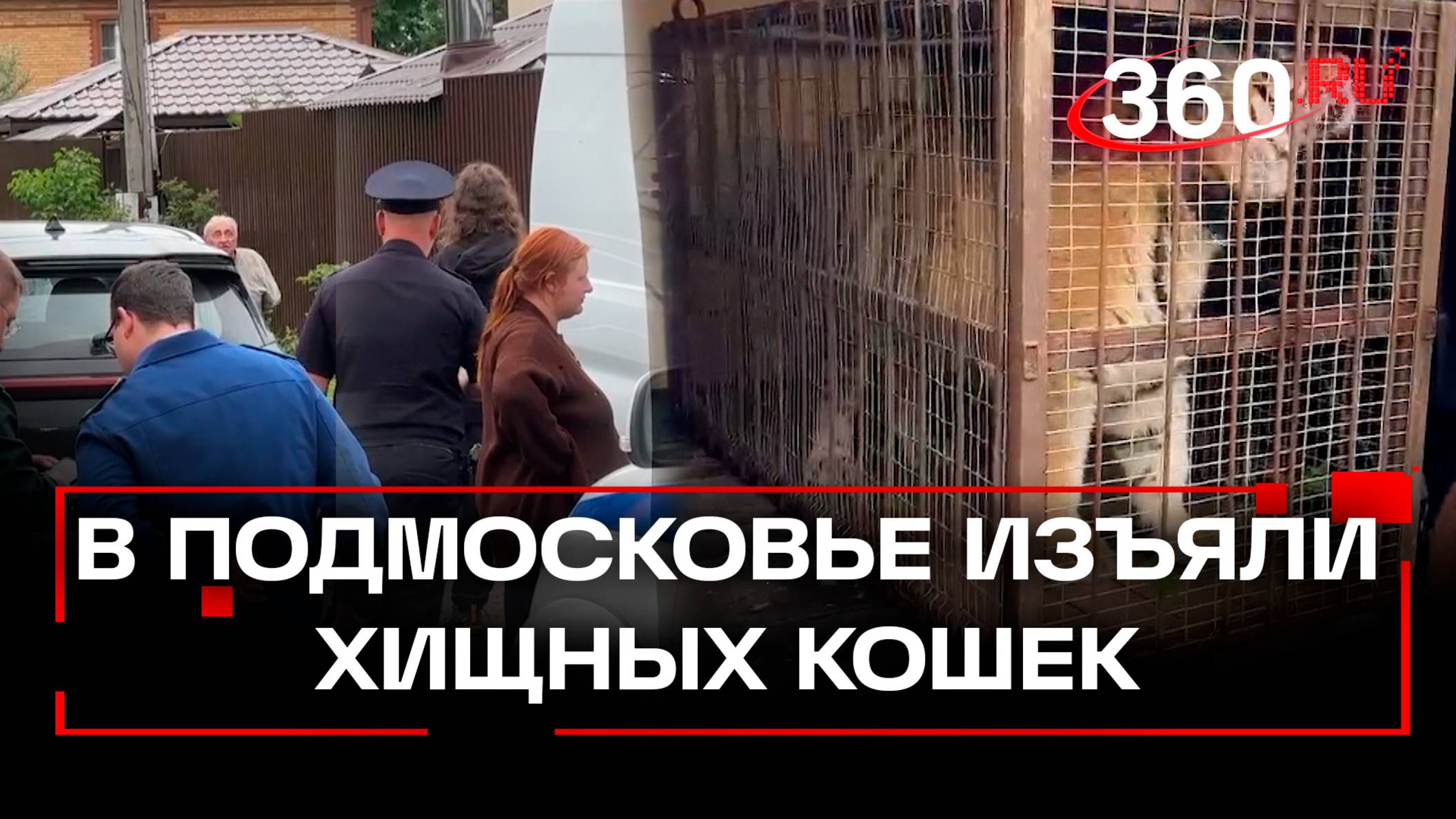 Молодых тигра и леопарда били хозяева в подмосковном СНТ