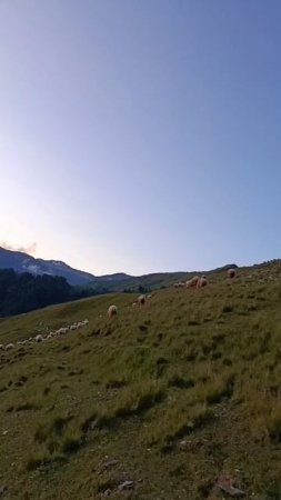 наша овец пасутся кавказская горы