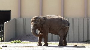 5 июля 2024 г. Калининградский зоопарк
#калининград #зоопарк