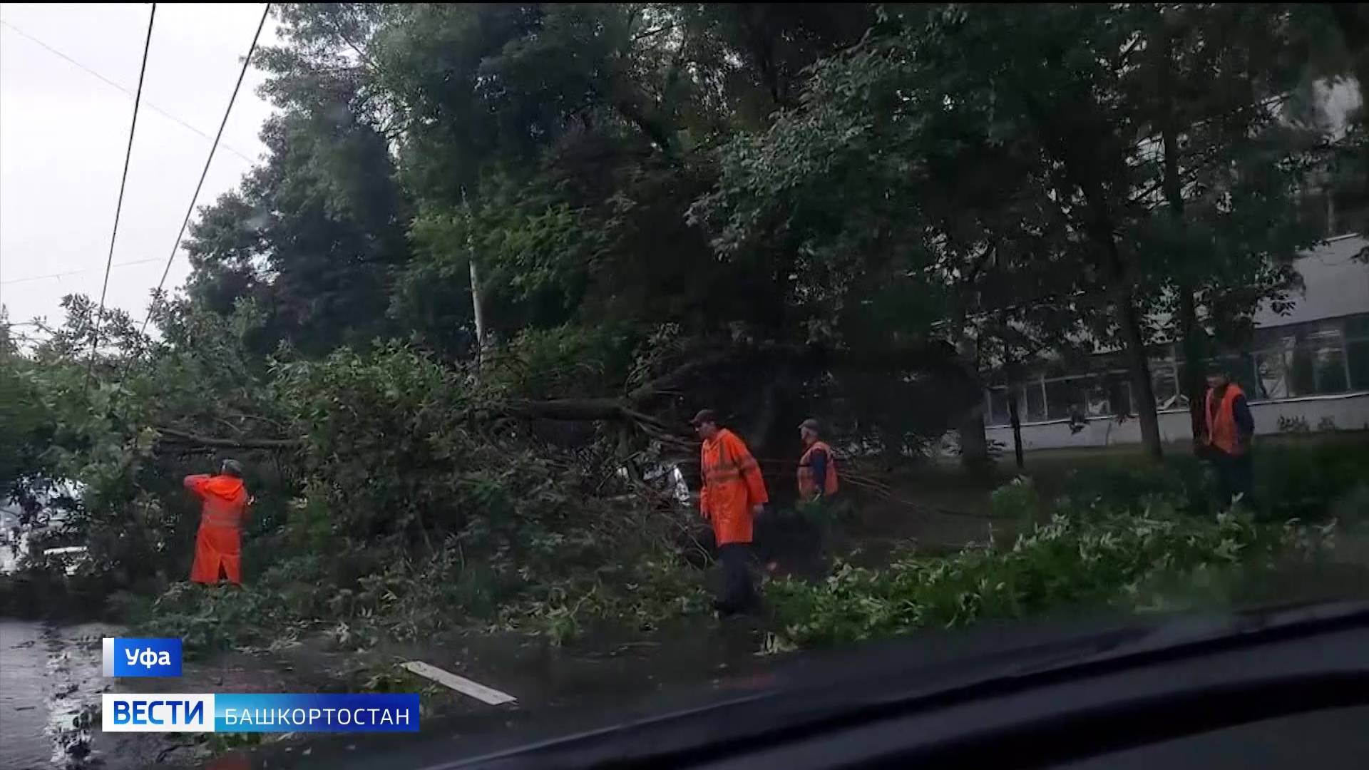 На улице Пархоменко в Уфе на припаркованную машину упало дерево